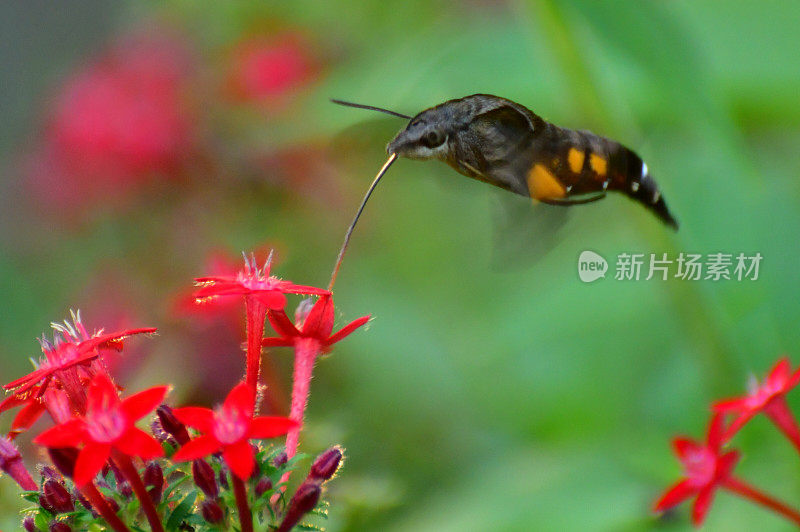 Pentas lanceolata和蜂鸟鹰蛾